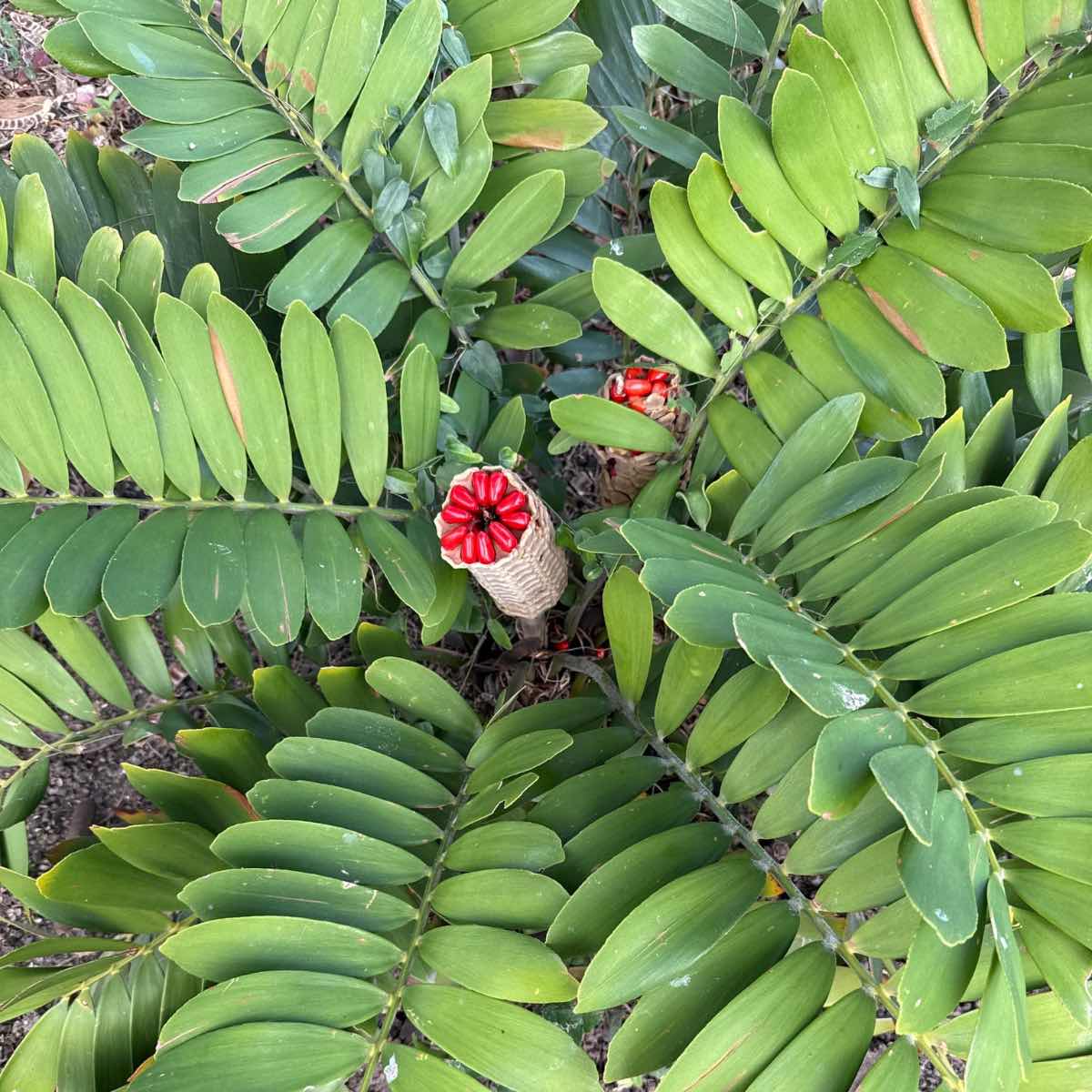 Cycads attract beetles with heat in the night