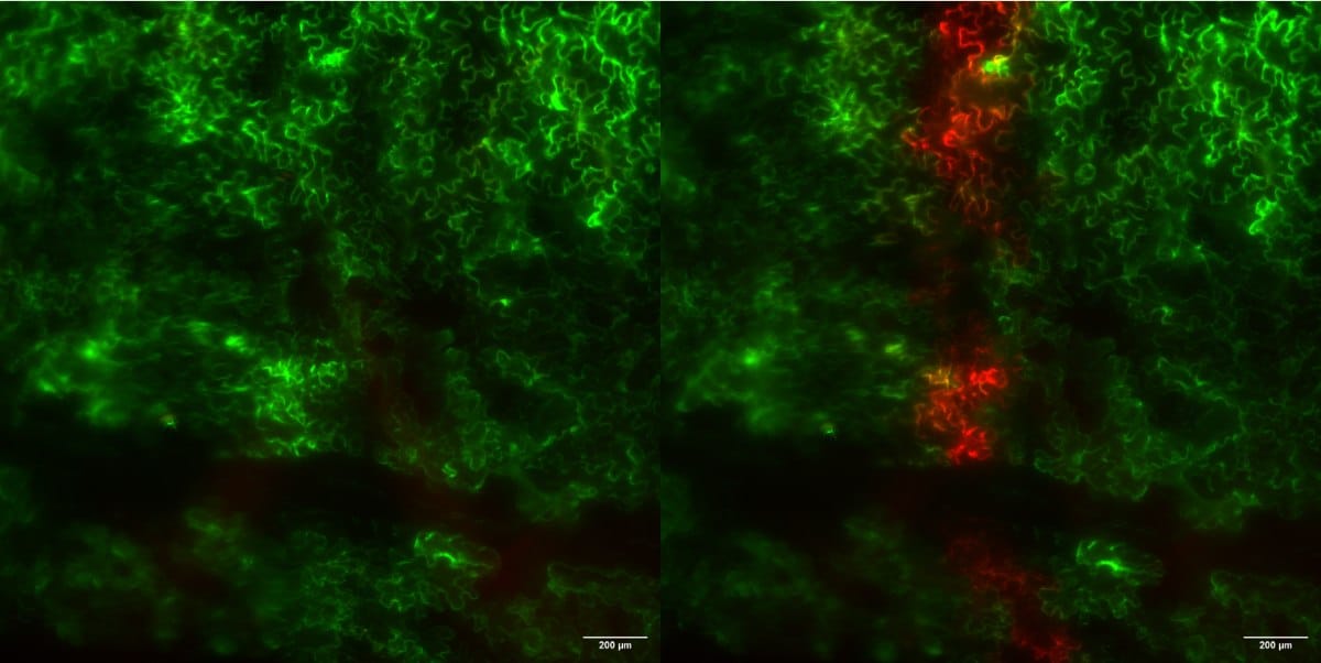 Side-by-side images of a Nicotiana tabacum leaf show epidermal tissue expressing the Kaede fluorescent protein, before and after a UV pulse.