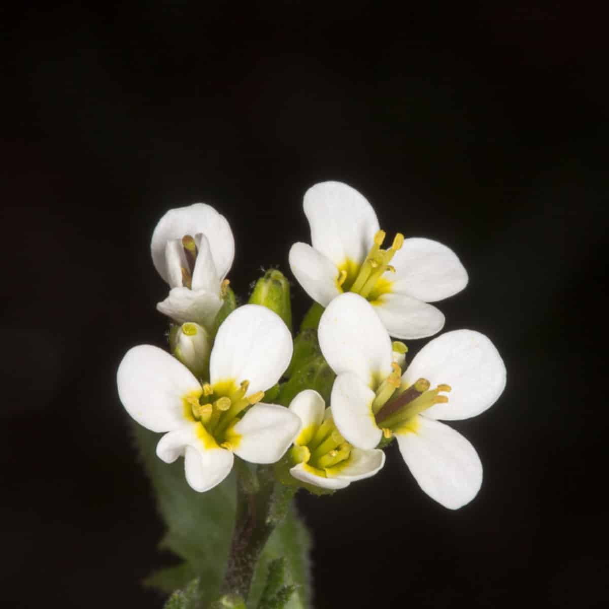 Why Would the Plant Next Door Smell Different?