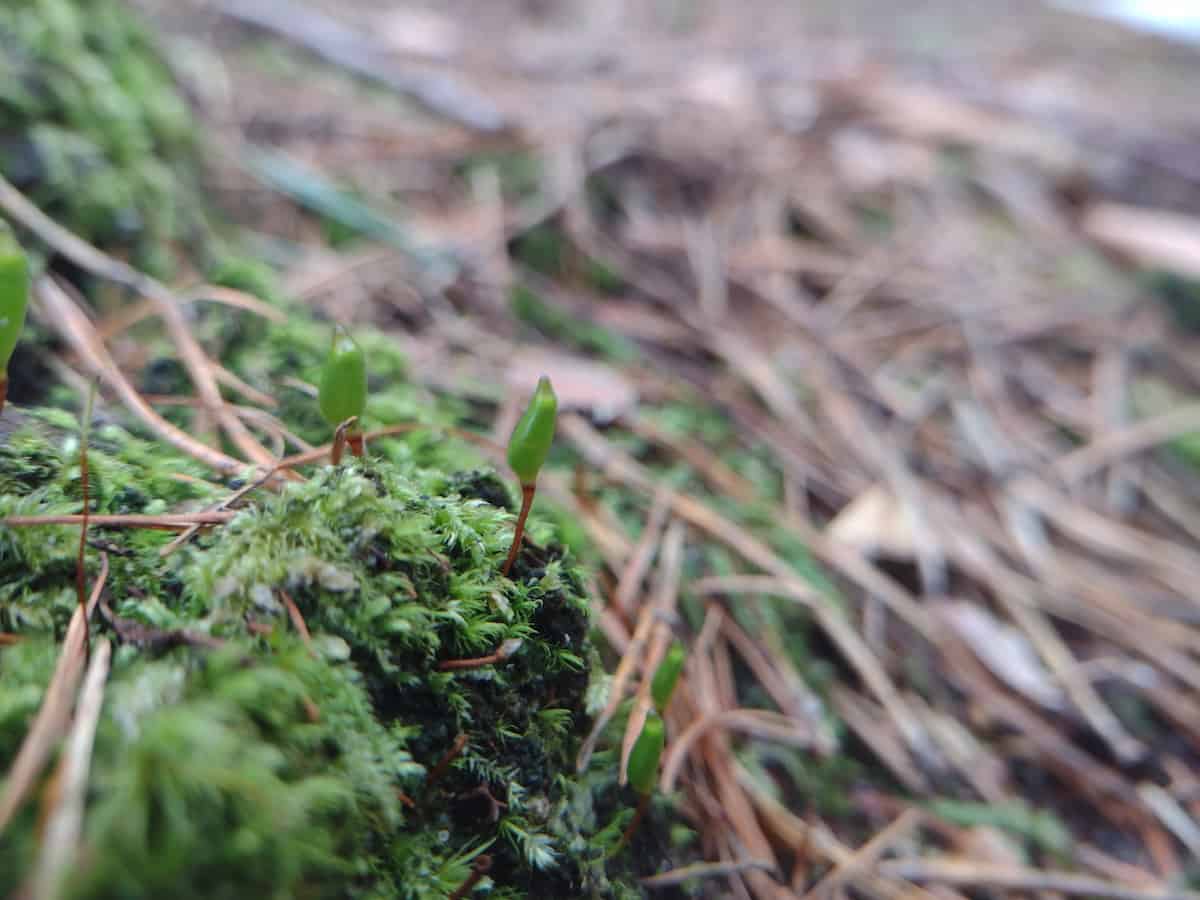 Close-up of two Buxbaumia viridis sporophytes with green capsules on reddish-brown setae, growing from a cushion of moss among conifer needle litter.