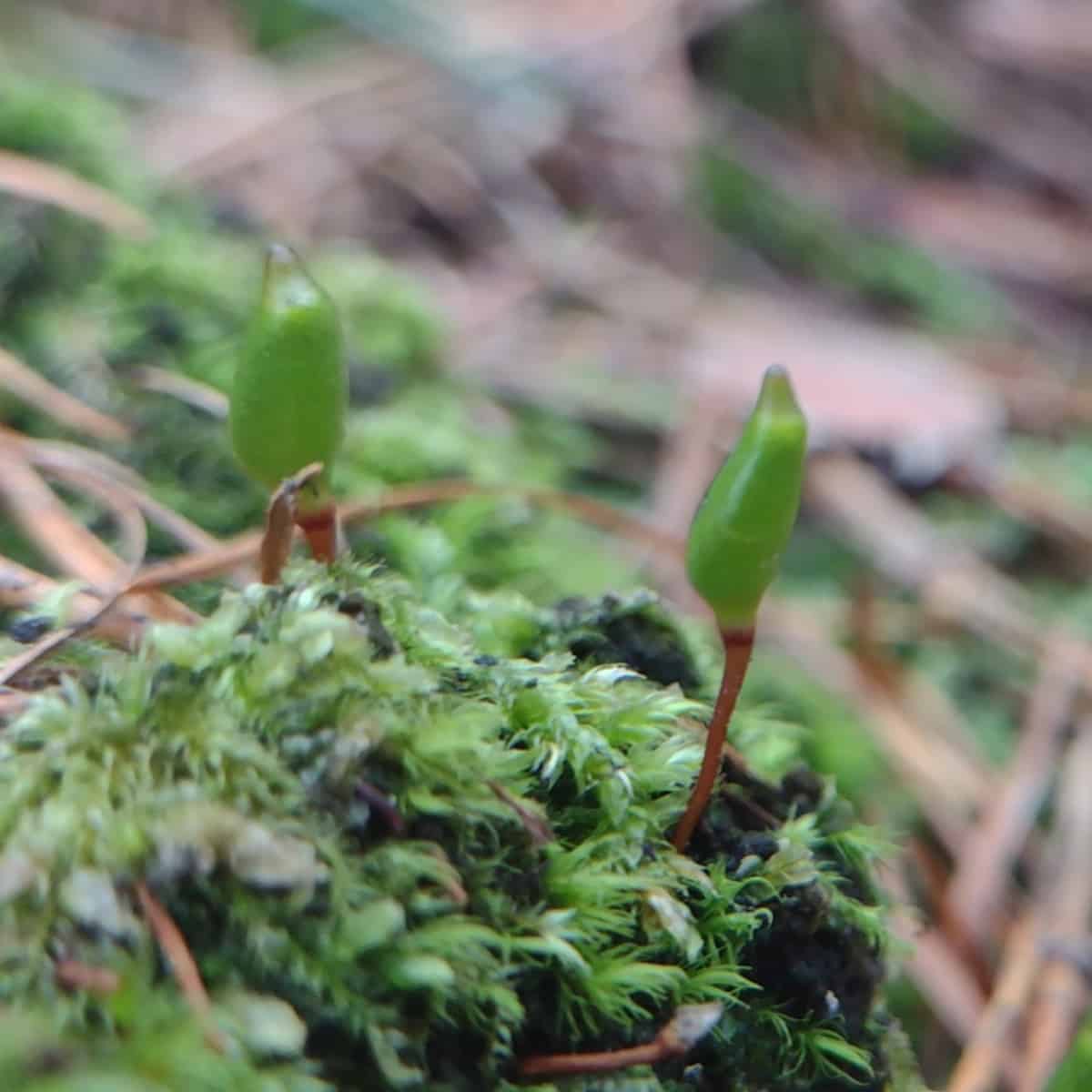 Several small Buxbaumia viridis sporophytes emerging from a patch of moss on decaying wood, surrounded by fallen conifer needles. The tiny green capsules are easy to overlook among the other vegetation.