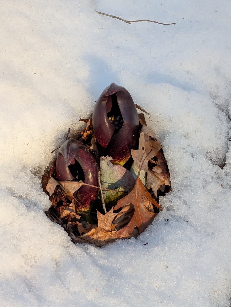 Eastern skunk cabbage (Symplocarpus foetidus) spathes emerging through snow in late winter. Two dark purple-brown hooded spathes and one younger yellowish-green spathe sit in a circular patch of melted snow, surrounded by dead oak leaves.
