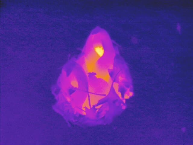 Thermal infrared image of Eastern skunk cabbage (Symplocarpus foetidus) emerging through snow. The spadix appears as a bright yellow-orange hotspot at the top of the spathe, indicating it is the primary heat source. The spathes and surrounding leaf litter glow pink-magenta, showing they are warmer than the deep blue-purple of the surrounding snow. The image demonstrates thermogenesis, with the spadix clearly the warmest part of the plant.
