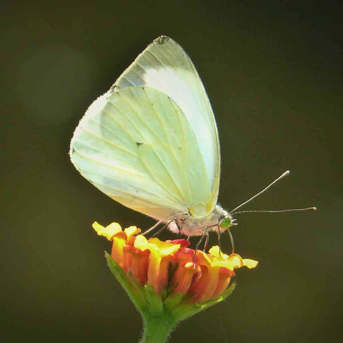 Bogotá Through Butterfly Eyes