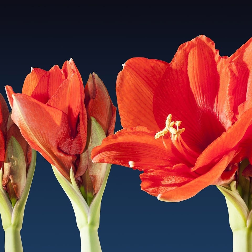 Lights, Camera, Bloom!