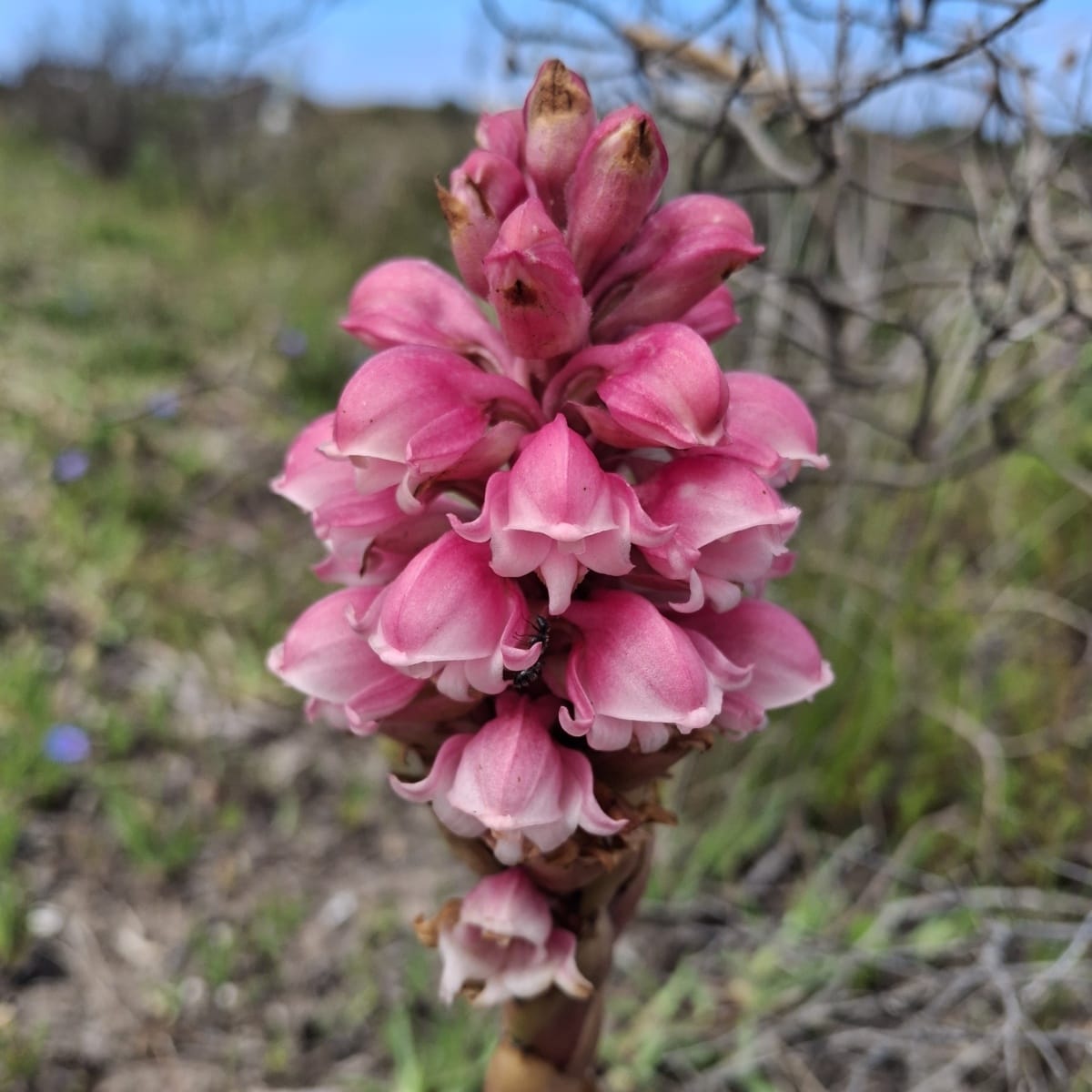 Rising From the Ashes with the Sunbirds