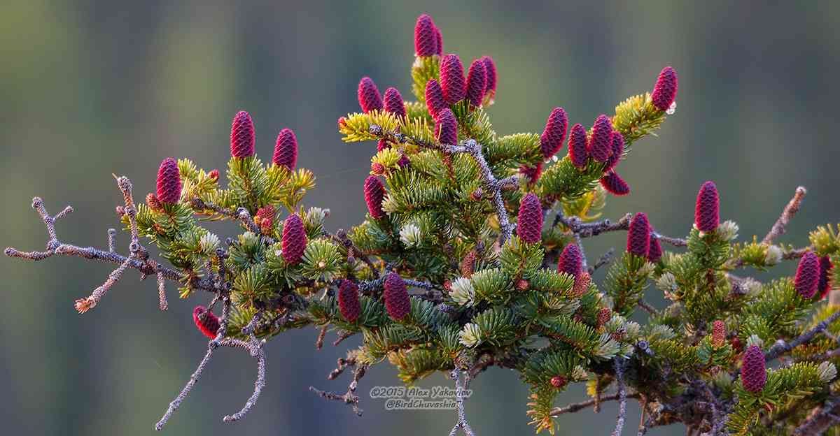 Conifer leaves anticipate their shaded future
