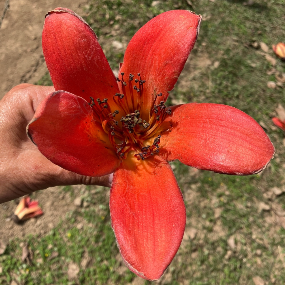 Bombax ceiba