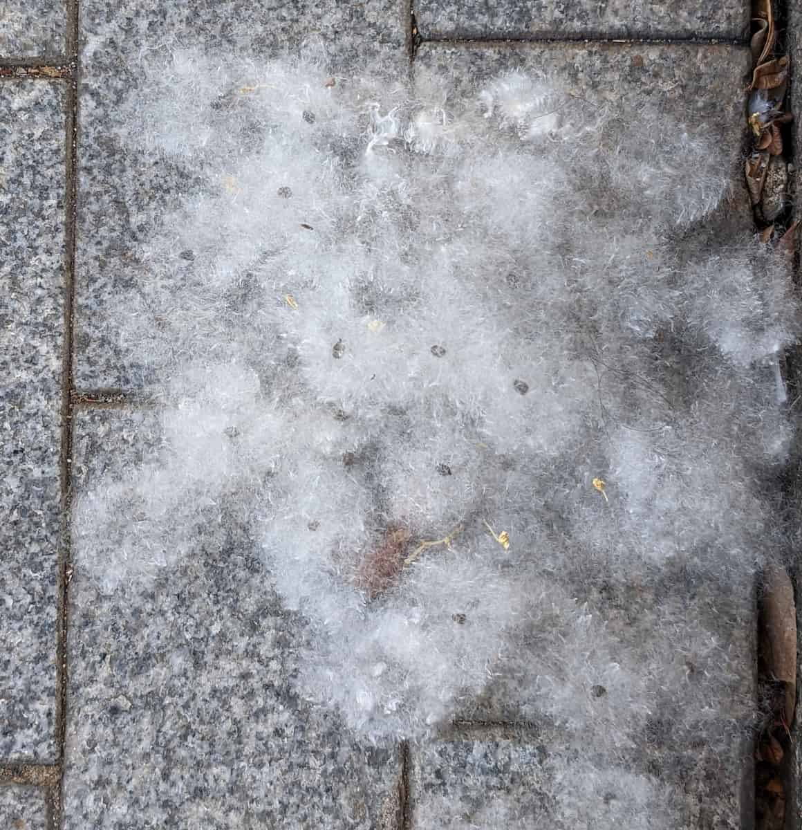 A mass of white silky Bombax ceiba fibres scattered across grey paving stones, with small dark seeds visible among the floss.