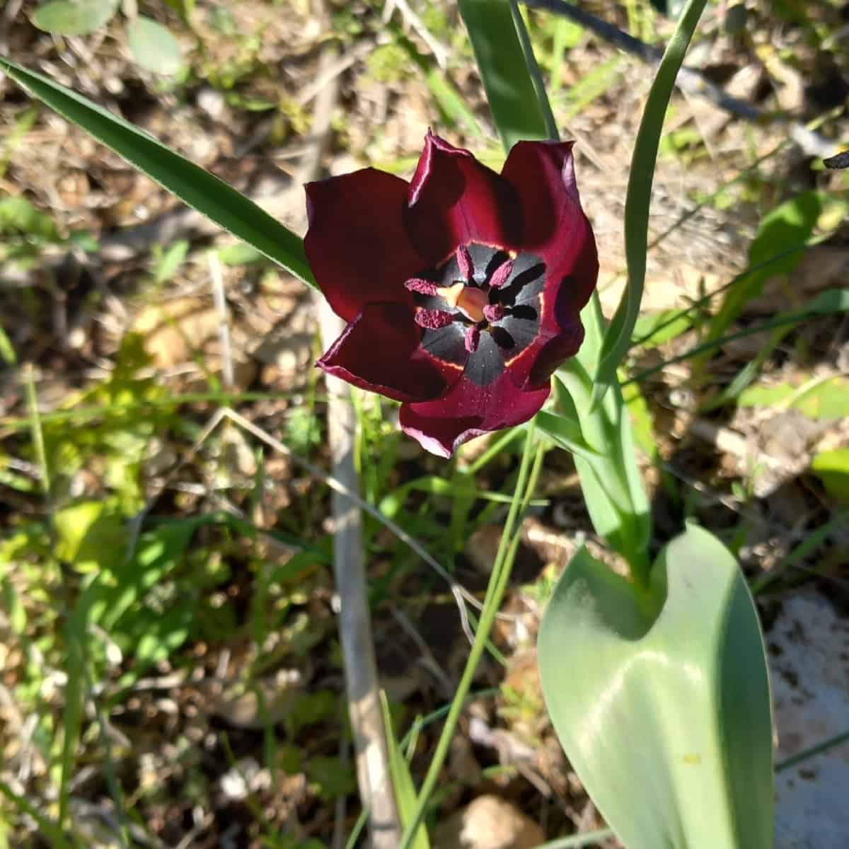Tulipa cypria