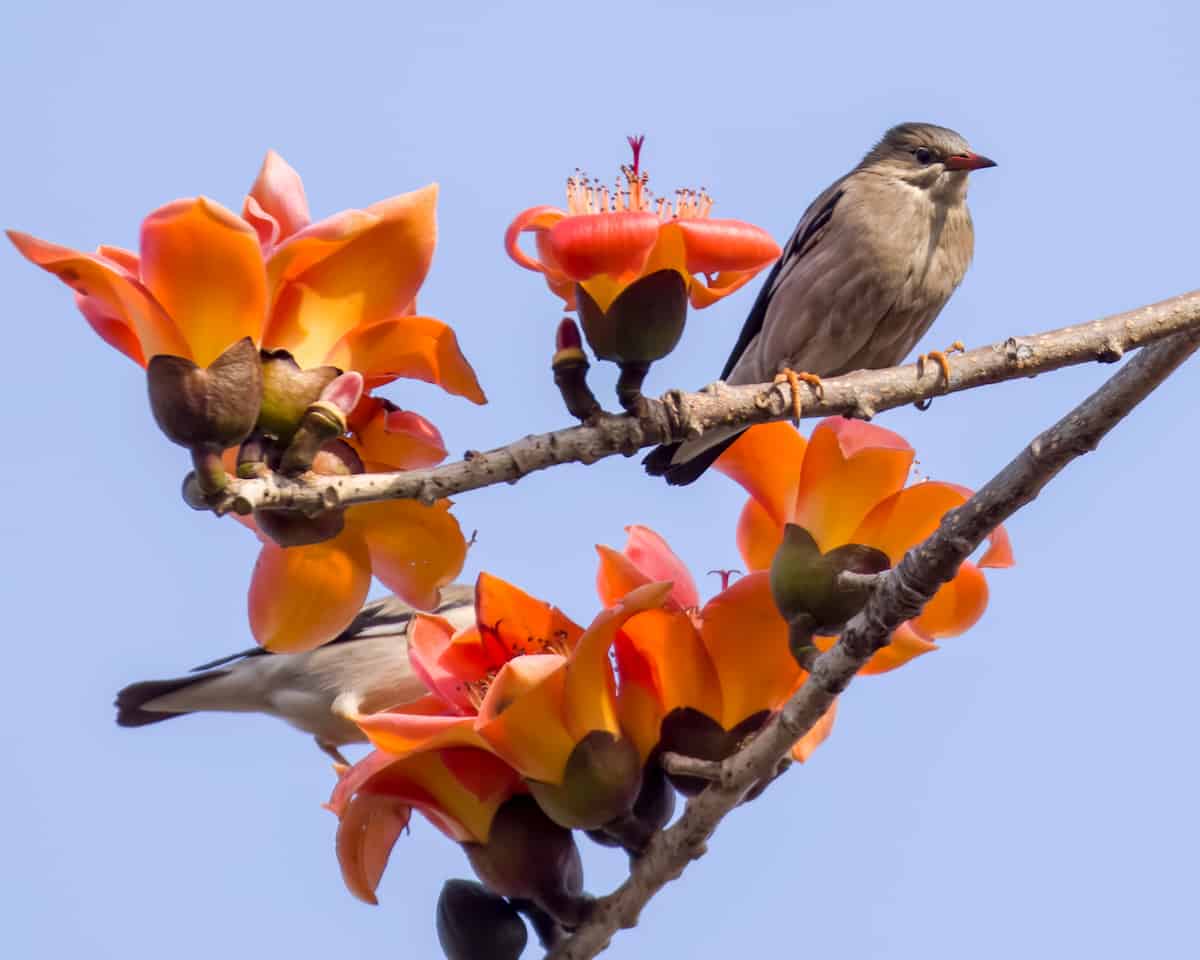 Two birds perched among orange Bombax ceiba flowers on bare branches against a clear blue sky. One bird sits upright on a branch while the other is partly hidden among the blooms.
