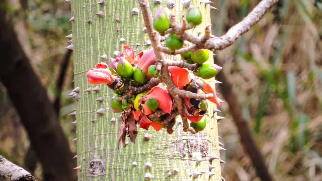 Close-up of a young Bombax ceiba trunk covered in stout conical spines, with a cluster of red flowers and green buds emerging from a short branch directly off the main stem.