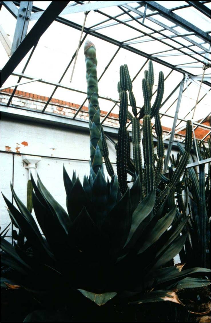 Agave americana - flowering spike growing up before emerging through the greenhouse roof