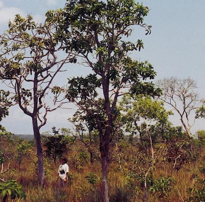 Foresight, hindsight and biodiversity