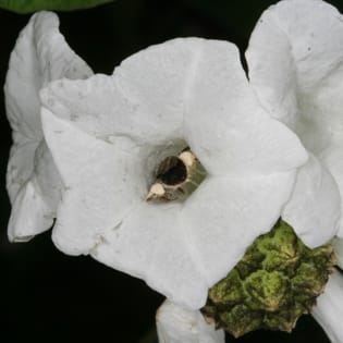 Reproductive inter-dependence between a bee and a distylic shrub