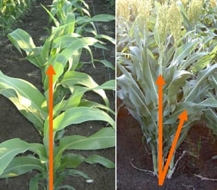 Regulation of tillering in sorghum: genotypic effects