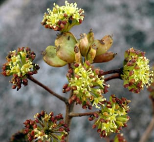 False paracarpy in Seemannaralia (Araliaceae)