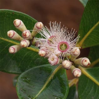 Phylogeny and diversification of Myrtaceae