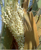 Flower unisexuality in dioecious date palm