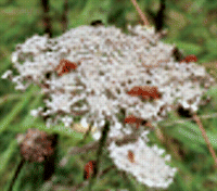 Gene dispersal in wild carrot populations