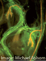 Windows of opportunity in embryo development