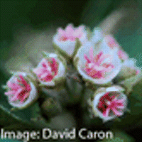 Phylogeography and acquisition of dioecy in Malvaceae