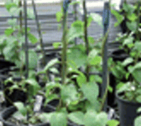 Leaf functional traits of invasive and native woody vines