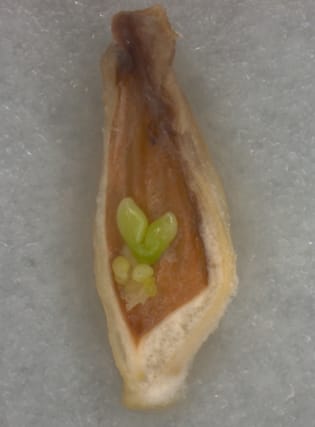 Polyembryony in non-apomictic citrus genotypes