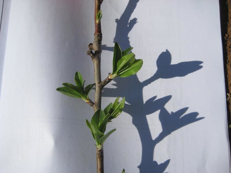 0 Flowers, 1 Shoot on Older Wood