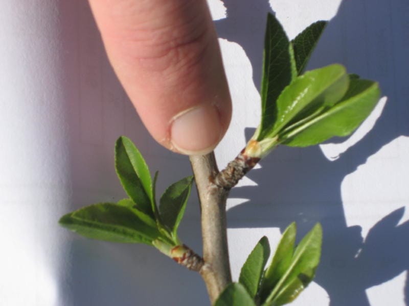 0 Flowers, 2 Shoots on Older Wood
