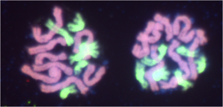 Hybrids: A dead end or the future?