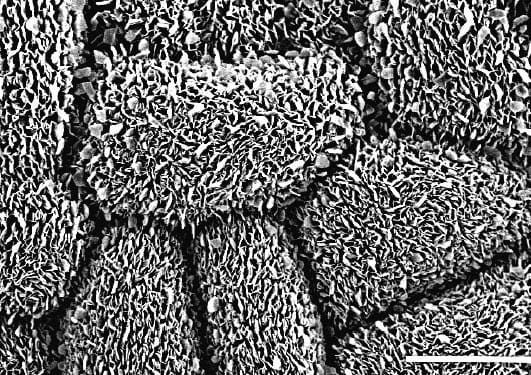 Nanotechnology and self-cleaning from plant leaf surfaces