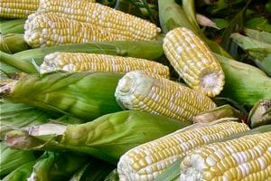 Corn segregating 3:1 yellow:white from Zester