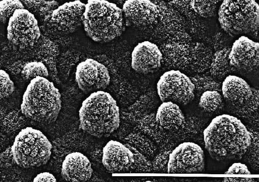 Lotus leaf surface. Every cell has a papilla, and water droplets float on these with as little as 0.6% of their surface area in contact.