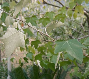 AM fungi and poplar growth on contaminated soil