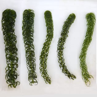 Invasion strategies in clonal aquatic plants Invasion strategies in clonal aquatic plants