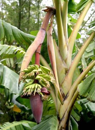 The origin of hybrid edible bananas (Viewpoint)