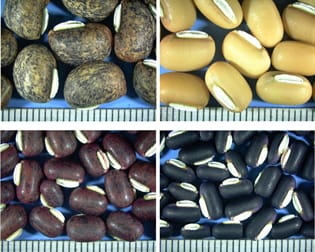 Comparative genomics of domestication in Asian Vigna