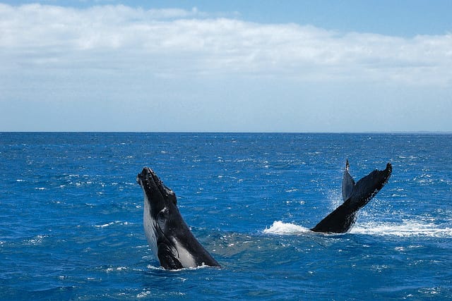 Quite literally the size of whales