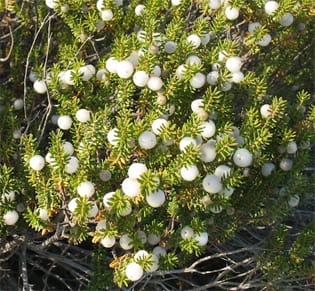 Gender-specific costs of reproduction in a dioecious shrub Gender-specific costs of reproduction in a dioecious shrub