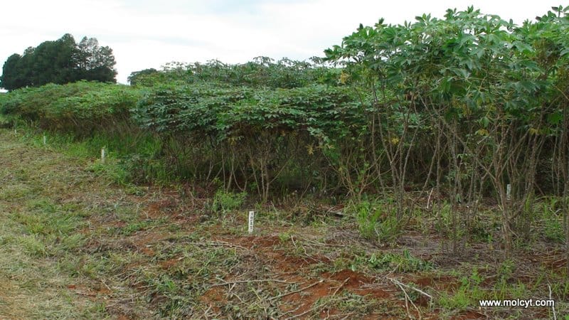 Segregating trial plots of F3 cassava crosses