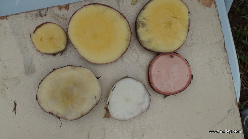 Cassava roots varying in colour and starch/sugar content