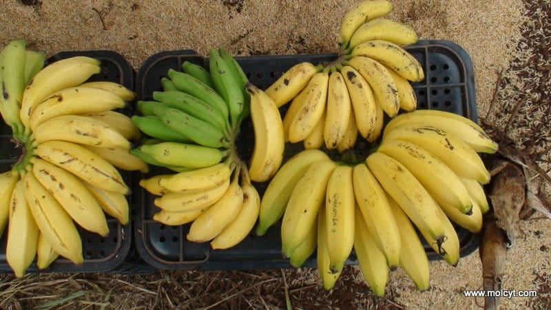Banana genotypes