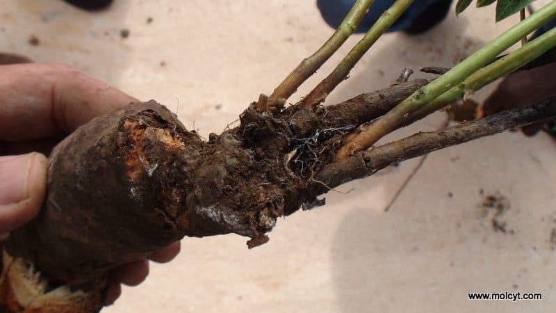 Wild manihot regrowth soon after fire