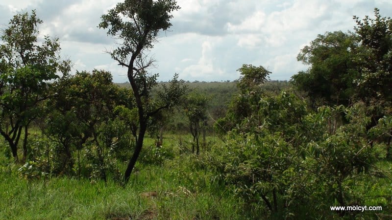 Campo Cerrado vegetation, Brazil