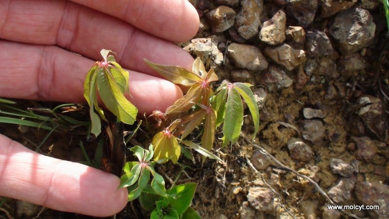 Manihot stipularis - a tiny species
