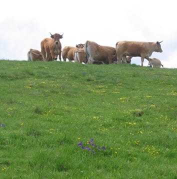 Methods for analysing the response of vegetation to land use Methods for analysing the response of vegetation to land use