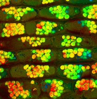 Starch and lipids during cambial reactivation Starch and lipids during cambial reactivation