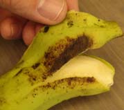 Red thrip damage to banana skin