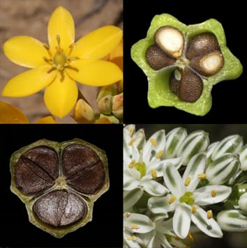 Phylogenetics of Ornithogaloideae